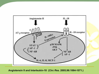 Angiotensin II and Interleukin-18  ( Circ Res . 2005;96:1064-1071.) 