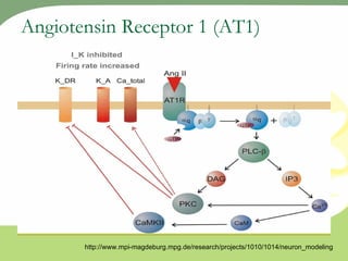 Angiotensin Receptor 1 (AT1) http://www.mpi-magdeburg.mpg.de/research/projects/1010/1014/neuron_modeling 