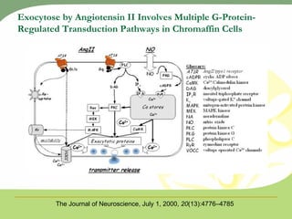 Exocytose by Angiotensin II Involves Multiple G-Protein-Regulated Transduction Pathways in Chromaffin Cells The Journal of...