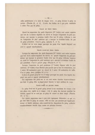 — 84 —
celles postérieures à la suite de chaque lever, ce galop devient le galop en
arrière. (Planche 18, n0 8). L'ordre des foulées est à peu près semblable
à celles d'un pas de galop.
GALOP EN TROIS TEMPS.
Quand les empreintes des pieds diagonaux (2mc foulée) sont autant espacées
que lors de la station régulière du cheval et lorsque l'empreinte du pied pos-
térieur, qui marque la première foulée d'un pas de galop, s'effectue à côté
de l'empreinte du pied antérieur qui a marqué la troisième foulée du pas
de galop précédent : C'est le galop, (planche 9, n0 S).
L'allure est en trois temps parceque les pieds d'un bipède diagonal ont
posé et appuyé simultanément.
GRAND GALOP EN TROIS TEMPS.
Lorsque les empreintes des pieds diagonaux (2me foulée) sont autant espacées
que lors de la station régulière du cheval, et quand l'empreinte du pied pos-
térieur qui marque la première foulée d'un pas de galop s'effectue toujours
en avant de l'empreinte du pied a ntérieur qui a marqué la troisième foulée du
pas précédent. Cesi le grand galop. (Planche 9, n° 7).
Lorsque l'empreinte du pied postérieur (lre foulée) dépasse celle du pied
antérieur, (3e foulée) d'une étendue plus grande que la base de sustentation, soit
1 mètre 20 centimètres pour un cheval de 1 mètre 60 centimètres de taille.
C'est le galop forcé, (planche 1 5 n0 6).
L'allure du grand galop est en 5 temps parceque les pieds d'un bipède dia-
gonal ont posé et appuyé simultanément.
Les empreintes des pieds s ur le sol sont moins écartées transversalement
que dans le galop, elles s&-rapprochent dessous la ligne médiane du corps.
GALOP FORCÌ: EN QUATRE TEMPS.
Le galop forcé est le grand galop poussé à son maximum de vitesse : c'est
une allure très rapide en 4 temps; c'est le galop des chevaux pendant les
courses, quand ils ne sont pas au galop de course en deux temps. (Planche
15, n° 6).
Les quatre empreintes sont à peu près également distancées ; ce qui n'a
pas lieu dans le galop de course ; elles ne sont pas associées par bipède pos-
térieur et bipède antérieur, elles conservent les dispositions du galop ordinaire
considérablement étendu dans toutes ses périodes diverses.
 