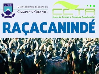 Zootecnia Geral - Raça Canindé - FACEBODE