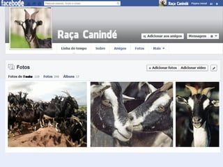 Zootecnia Geral - Raça Canindé - FACEBODE