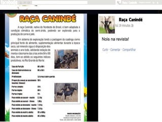 Zootecnia Geral - Raça Canindé - FACEBODE