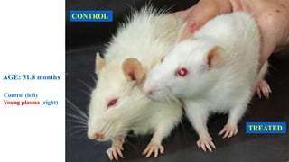 AGE: 34.5 Months: Two Young Plasma Treated Rats and Control in Middle
TREATED TREATED
CONTROL
 