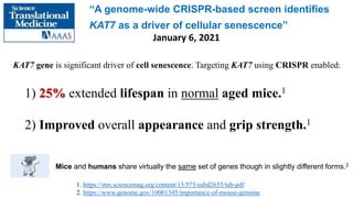 1) 25% extended lifespan in normal aged mice.1
2) Improved overall appearance and grip strength.1
“A genome-wide CRISPR-ba...