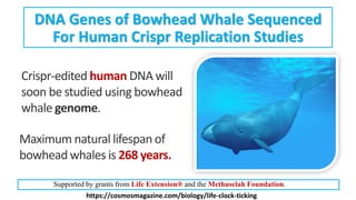 Maximum natural lifespan of
bowhead whales is 268 years.
DNA Genes of Bowhead Whale Sequenced
For Human Crispr Replication...