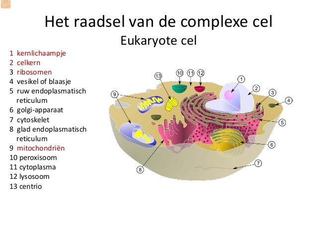 Raadsels van de evolutie th