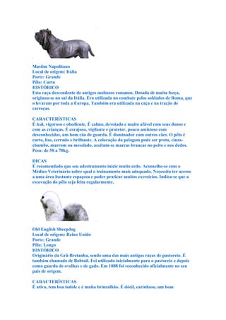 Mastim Napolitano
Local de origem: Itália
Porte: Grande
Pêlo: Curto
HISTÓRICO
Esta raça descendente de antigos molossos romanos. Dotada de muita força,
originou-se no sul da Itália. Era utilizada no combate pelos soldados de Roma, que
o levaram por toda a Europa. Também era utilizada na caça e na tração de
carroças.

CARACTERÍSTICAS
É leal, vigoroso e obediente. É calmo, devotado e muito afável com seus donos e
com as crianças. É corajoso, vigilante e protetor, pouco amistoso com
desconhecidos, um bom cão de guarda. É dominador com outros cães. O pêlo é
curto, liso, cerrado e brilhante. A coloração da pelagem pode ser preta, cinza-
chumbo, marrom ou mesclado, aceitam-se marcas brancas no peito e nos dedos.
Peso: de 50 a 70kg.

DICAS
É recomendado que seu adestramento inicie muito cedo. Aconselhe-se com o
Médico Veterinário sobre qual o treinamento mais adequado. Necessita ter acesso
a uma área bastante espaçosa e poder praticar muitos exercícios. Indica-se que a
escovação do pêlo seja feita regularmente.




Old English Sheepdog
Local de origem: Reino Unido
Porte: Grande
Pêlo: Longo
HISTÓRICO
Originário da Grã-Bretanha, sendo uma das mais antigas raças de pastoreio. É
também chamado de Bobtail. Foi utilizado inicialmente para o pastoreio e depois
como guarda de ovelhas e de gado. Em 1888 foi reconhecido oficialmente no seu
país de origem.

CARACTERÍSTICAS
É ativo, tem boa índole e é muito brincalhão. É dócil, carinhoso, um bom
 