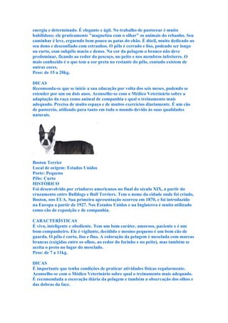 energia e determinado. É elegante e ágil. No trabalho de pastorear é muito
habilidoso; ele praticamente "magnetiza com o olhar" os animais do rebanho. Seu
caminhar é leve, erguendo bem pouco as patas do chão. É dócil, muito dedicado ao
seu dono e desconfiado com estranhos. O pêlo é cerrado e liso, podendo ser longo
ou curto, com subpêlo macio e denso. Na cor da pelagem o branco não deve
predominar, ficando ao redor do pescoço, no peito e nos membros inferiores. O
mais conhecido é o que tem a cor preta no restante do pêlo, contudo existem de
outras cores.
Peso: de 15 a 20kg.

DICAS
Recomenda-se que se inicie a sua educação por volta dos seis meses, podendo se
estender por um ou dois anos. Aconselhe-se com o Médico Veterinário sobre a
adaptação da raça como animal de companhia e qual o treinamento mais
adequado. Precisa de muito espaço e de muitos exercícios diariamente. É um cão
de pastoreio, utilizado para tanto em todo o mundo devido às suas qualidades
naturais.




Boston Terrier
Local de origem: Estados Unidos
Porte: Pequeno
Pêlo: Curto
HISTÓRICO
Foi desenvolvido por criadores americanos no final do século XIX, a partir do
cruzamento entre Bulldogs e Bull Terriers. Tem o nome da cidade onde foi criado,
Boston, nos EUA. Sua primeira apresentação ocorreu em 1870, e foi introduzido
na Europa a partir de 1927. Nos Estados Unidos e na Inglaterra é muito utilizado
como cão de exposição e de companhia.

CARACTERÍSTICAS
É vivo, inteligente e obediente. Tem um bom caráter, amoroso, paciente e é um
bom companheiro. Ele é vigilante, decidido e mesmo pequeno é um bom cão de
guarda. O pêlo é curto, liso e fino. A coloração da pelagem é mesclada com marcas
brancas (exigidas entre os olhos, ao redor do focinho e no peito), mas também se
aceita o preto no lugar do mesclado.
Peso: de 7 a 11kg.

DICAS
É importante que tenha condições de praticar atividades físicas regularmente.
Aconselhe-se com o Médico Veterinário sobre qual o treinamento mais adequado.
É recomendada a escovação diária da pelagem e também a observação dos olhos e
das dobras da face.
 