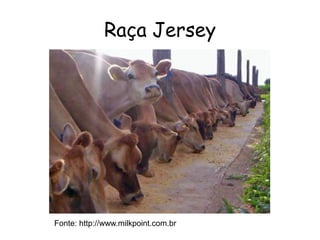 Raça Jersey
Fonte: http://www.milkpoint.com.br
 