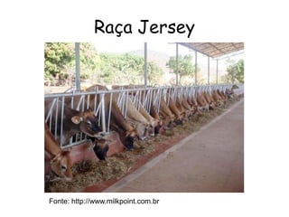 Raça Jersey
Fonte: http://www.milkpoint.com.br
 