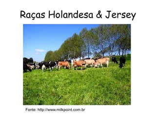 Raças Holandesa & Jersey
Fonte: http://www.milkpoint.com.br
 