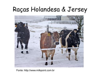 Raças Holandesa & Jersey
Fonte: http://www.milkpoint.com.br
 