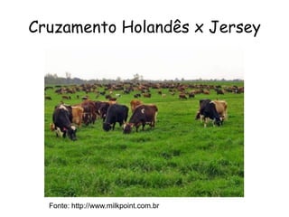 Cruzamento Holandês x Jersey
Fonte: http://www.milkpoint.com.br
 