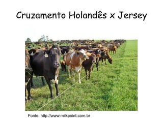 Cruzamento Holandês x Jersey
Fonte: http://www.milkpoint.com.br
 