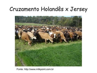 Cruzamento Holandês x Jersey
Fonte: http://www.milkpoint.com.br
 