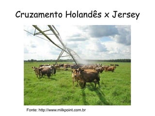 Cruzamento Holandês x Jersey
Fonte: http://www.milkpoint.com.br
 