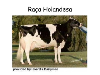 Raça Holandesa
 