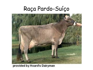 Raça Pardo-Suíço
 