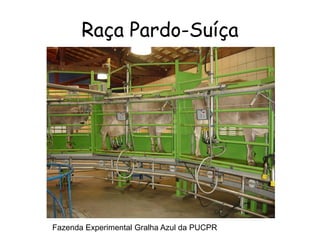 Raça Pardo-Suíça
Fazenda Experimental Gralha Azul da PUCPR
 