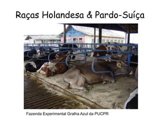 Raças Holandesa & Pardo-Suíça
Fazenda Experimental Gralha Azul da PUCPR
 