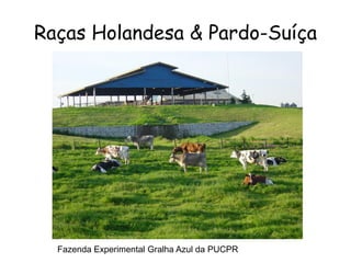 Raças Holandesa & Pardo-Suíça
Fazenda Experimental Gralha Azul da PUCPR
 
