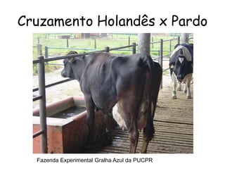 Cruzamento Holandês x Pardo
Fazenda Experimental Gralha Azul da PUCPR
 