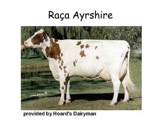 Raça Ayrshire
 