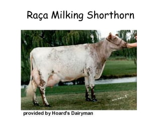 Raça Milking Shorthorn
 