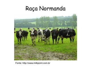 Raça Normanda
Fonte: http://www.milkpoint.com.br
 
