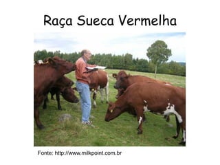 Raça Sueca Vermelha
Fonte: http://www.milkpoint.com.br
 