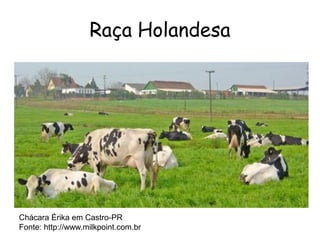 Raça Holandesa
Chácara Érika em Castro-PR
Fonte: http://www.milkpoint.com.br
 
