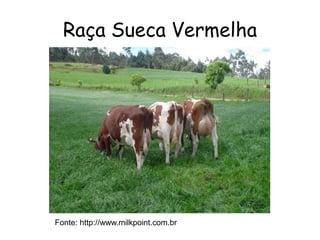 Raça Sueca Vermelha
Fonte: http://www.milkpoint.com.br
 