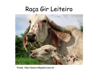 Raça Gir Leiteiro
Fonte: http://www.milkpoint.com.br
 