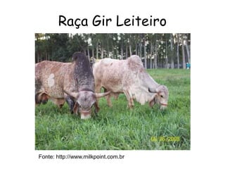 Raça Gir Leiteiro
Fonte: http://www.milkpoint.com.br
 