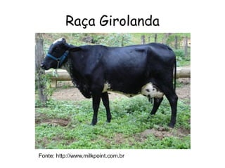 Raça Girolanda
Fonte: http://www.milkpoint.com.br
 