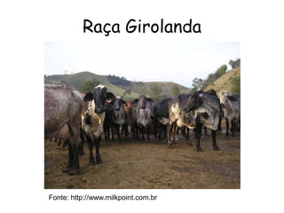 Raça Girolanda
Fonte: http://www.milkpoint.com.br
 