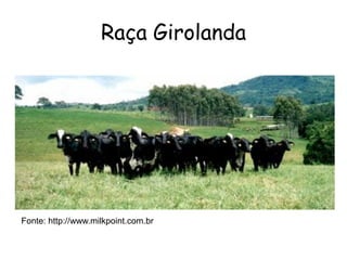 Raça Girolanda
Fonte: http://www.milkpoint.com.br
 