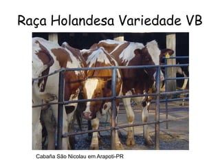 Raça Holandesa Variedade VB
Cabaña São Nicolau em Arapoti-PR
 
