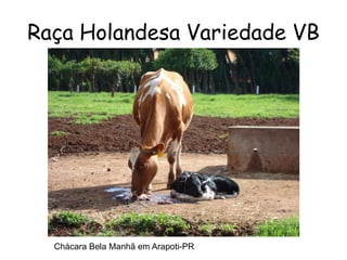 Raça Holandesa Variedade VB
Chácara Bela Manhã em Arapoti-PR
 