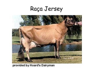 Raça Jersey
 