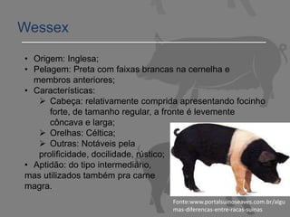 Wessex
• Origem: Inglesa;
• Pelagem: Preta com faixas brancas na cernelha e
membros anteriores;
• Características:
 Cabeça: relativamente comprida apresentando focinho
forte, de tamanho regular, a fronte é levemente
côncava e larga;
 Orelhas: Céltica;
 Outras: Notáveis pela
prolificidade, docilidade, rústico;
• Aptidão: do tipo intermediário,
mas utilizados também pra carne
magra.
Fonte:www.portalsuinoseaves.com.br/algu
mas-diferencas-entre-racas-suinas
 