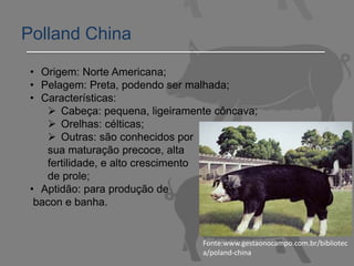 Polland China
• Origem: Norte Americana;
• Pelagem: Preta, podendo ser malhada;
• Características:
 Cabeça: pequena, ligeiramente côncava;
 Orelhas: célticas;
 Outras: são conhecidos por
sua maturação precoce, alta
fertilidade, e alto crescimento
de prole;
• Aptidão: para produção de
bacon e banha.
Fonte:www.gestaonocampo.com.br/bibliotec
a/poland-china
 