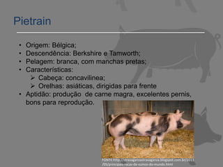 Pietrain
• Origem: Bélgica;
• Descendência: Berkshire e Tamworth;
• Pelagem: branca, com manchas pretas;
• Características:
 Cabeça: concavilinea;
 Orelhas: asiáticas, dirigidas para frente
• Aptidão: produção de carne magra, excelentes pernis,
bons para reprodução.
FONTE:http://stravaganzastravaganza.blogspot.com.br/2011
/05/principais-racas-de-suinos-do-mundo.html
 