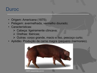Duroc
• Origem: Americana (1875);
• Pelagem: avermelhada, vermelho dourado;
• Características:
 Cabeça: ligeiramente côncava;
 Orelhas: Ibéricas;
 Outras: corpo grande, macio e liso, pescoço curto;
• Aptidão: Produção de carne magra (pequeno marmoreio).
FONTE:www.biridas.com.br
 
