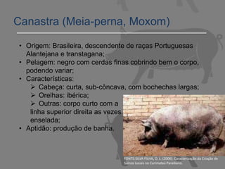 Canastra (Meia-perna, Moxom)
• Origem: Brasileira, descendente de raças Portuguesas
Alantejana e transtagana;
• Pelagem: negro com cerdas finas cobrindo bem o corpo,
podendo variar;
• Características:
 Cabeça: curta, sub-côncava, com bochechas largas;
 Orelhas: ibérica;
 Outras: corpo curto com a
linha superior direita as vezes
enselada;
• Aptidão: produção de banha.
FONTE:SILVA FILHA, O. L. (2006). Caracterização da Criação de
Suínos Locais no Curimataú Paraibano.
 