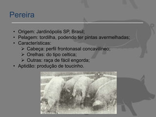 Pereira
• Origem: Jardinópolis SP, Brasil;
• Pelagem: tordilha, podendo ter pintas avermelhadas;
• Características:
 Cabeça: perfil frontonasal concavilíneo;
 Orelhas: do tipo celtica;
 Outras: raça de fácil engorda;
• Aptidão: produção de toucinho.
 