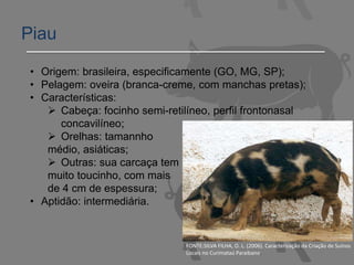 Piau
• Origem: brasileira, especificamente (GO, MG, SP);
• Pelagem: oveira (branca-creme, com manchas pretas);
• Características:
 Cabeça: focinho semi-retilíneo, perfil frontonasal
concavilíneo;
 Orelhas: tamannho
médio, asiáticas;
 Outras: sua carcaça tem
muito toucinho, com mais
de 4 cm de espessura;
• Aptidão: intermediária.
FONTE:SILVA FILHA, O. L. (2006). Caracterização da Criação de Suínos
Locais no Curimataú Paraibano.
 