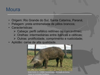 Moura
• Origem: Rio Grande do Sul, Santa Catarina, Paraná;
• Pelagem: preta entremelada de pêlos brancos;
• Características:
 Cabeça: perfil cefálico retilíneo ou concavilíneo;
 Orelhas: intermediárias entre ibéricas e célticas;
 Outras: prolificidade, comprimento e rusticidade;
• Aptidão: carne de alta qualidade.
SILVA FILHA, O. L. (2006). Caracterização da Criação de Suínos
Locais no Curimataú Paraibano.
 