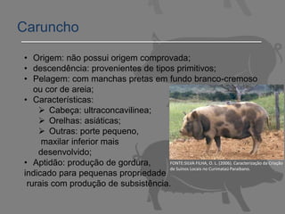 Caruncho
• Origem: não possui origem comprovada;
• descendência: provenientes de tipos primitivos;
• Pelagem: com manchas pretas em fundo branco-cremoso
ou cor de areia;
• Características:
 Cabeça: ultraconcavilinea;
 Orelhas: asiáticas;
 Outras: porte pequeno,
maxilar inferior mais
desenvolvido;
• Aptidão: produção de gordura,
indicado para pequenas propriedade
rurais com produção de subsistência.
FONTE:SILVA FILHA, O. L. (2006). Caracterização da Criação
de Suínos Locais no Curimataú Paraibano.
 